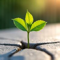 Green leaf sprouting from cracked concrete, symbolizing sustainable practices in urban development and environmental protection.